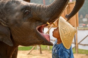 Lady Mahout  Pumpui the Elephant